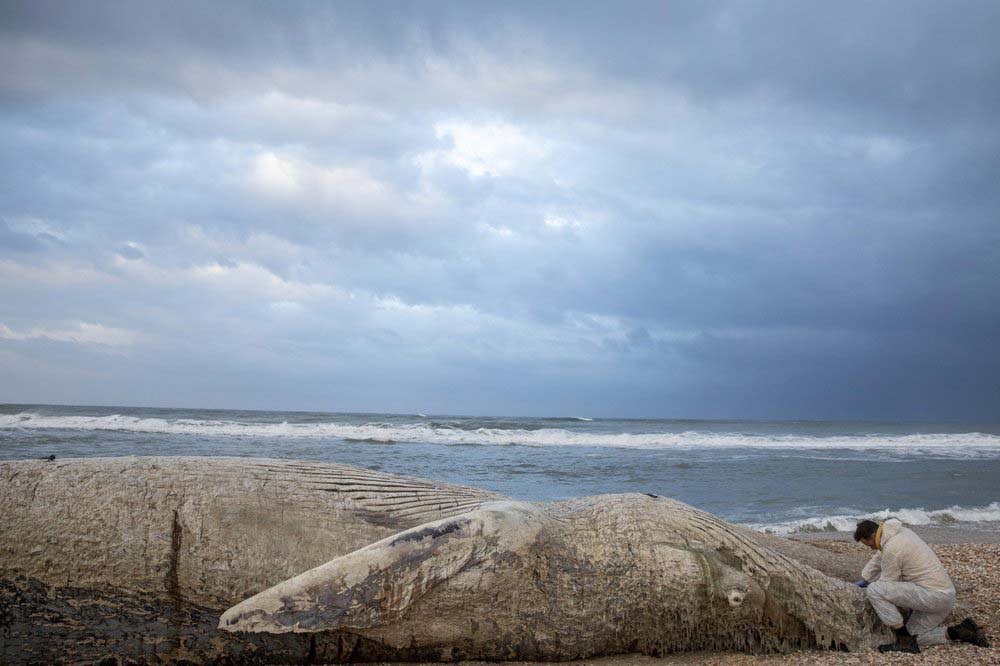 Baby whale found dead on beach south of Israel’s Tel Aviv