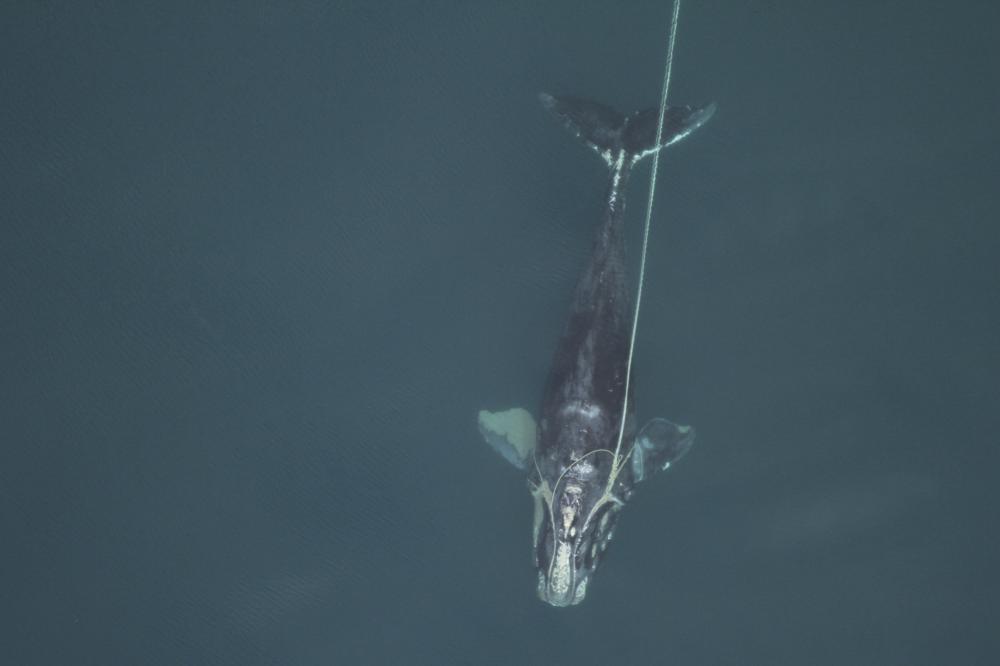 North Atlantic right whales getting tinier