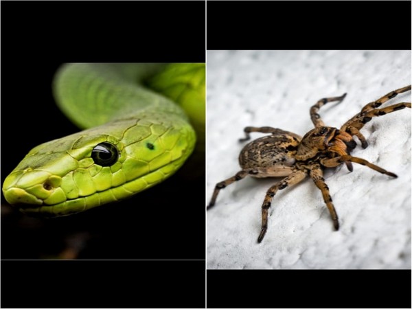 Scared of spiders and snakes? Being connected to nature can help