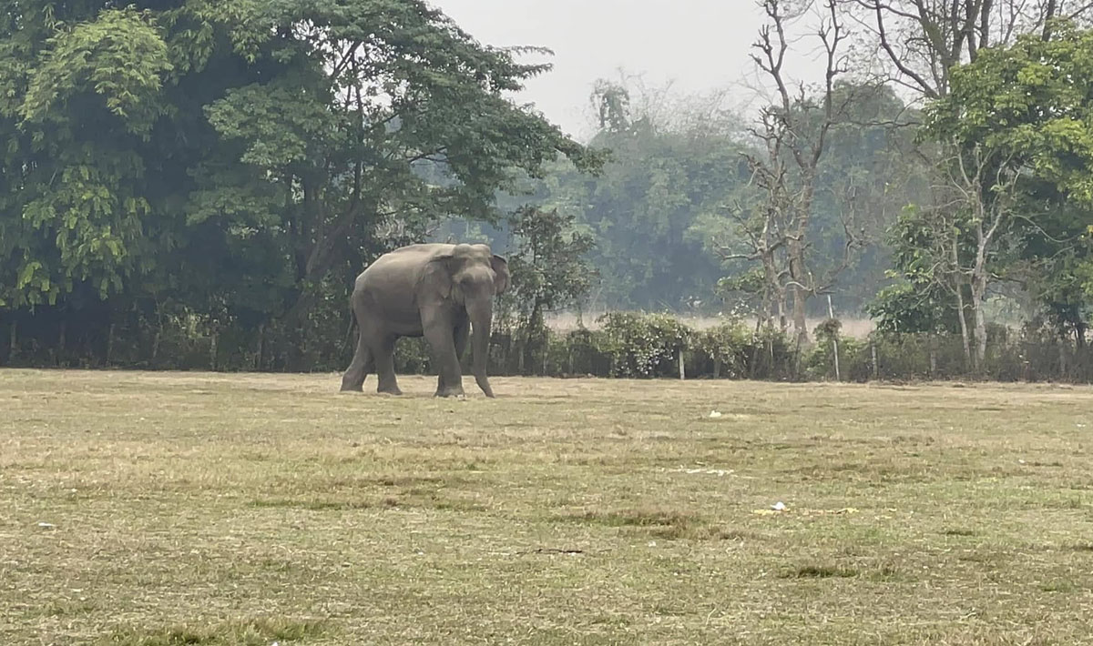 Wild elephant disrupts award distribution program of Elephant Festival in Sauraha