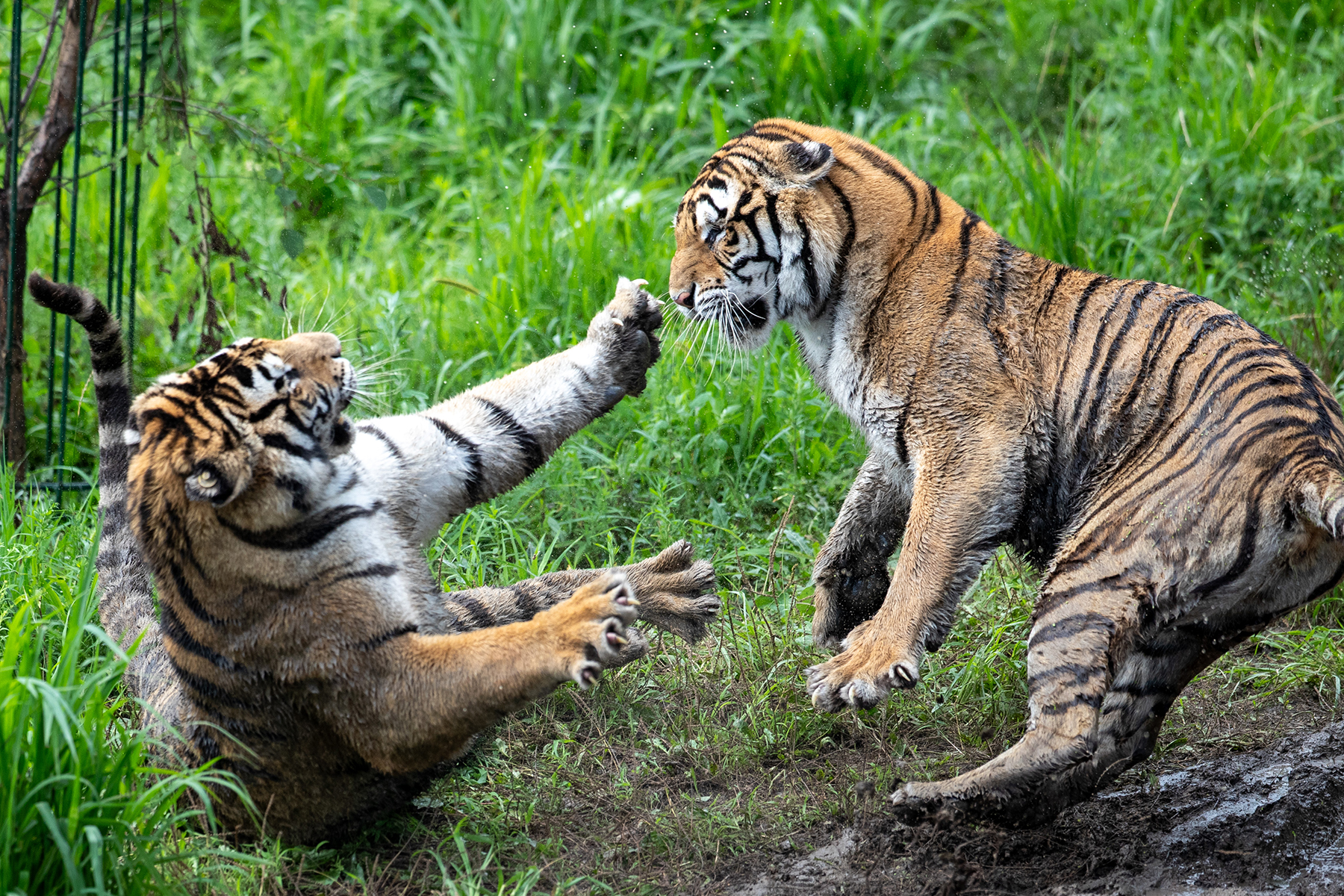 Siberian tigers