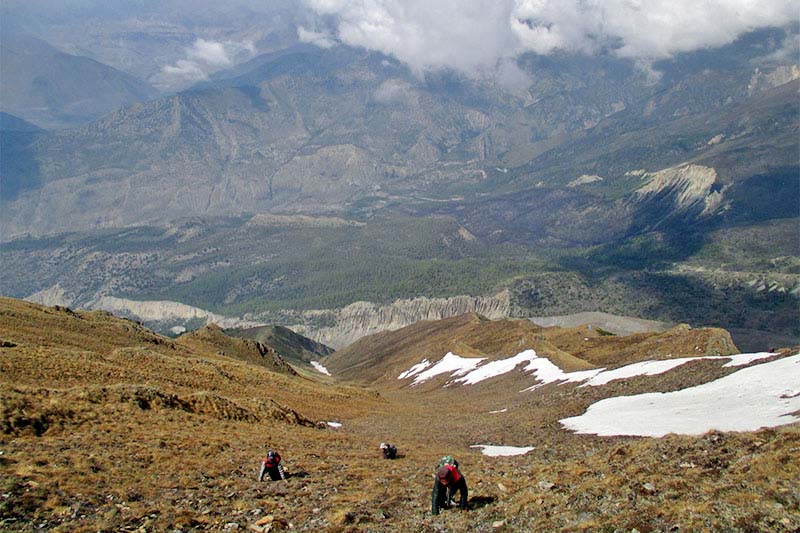 75 people collecting yarsagumba in Manang to be rescued