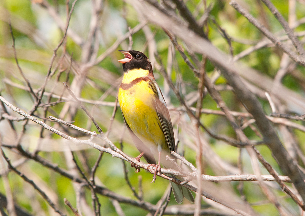 Conservationists express concern over threat to yellow-breasted bunting