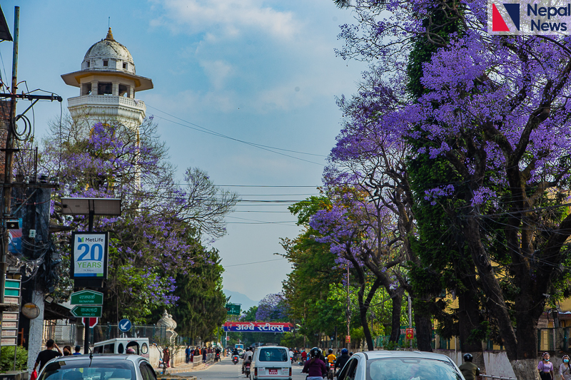 In Pictures: Cherry blossom around Kathmandu