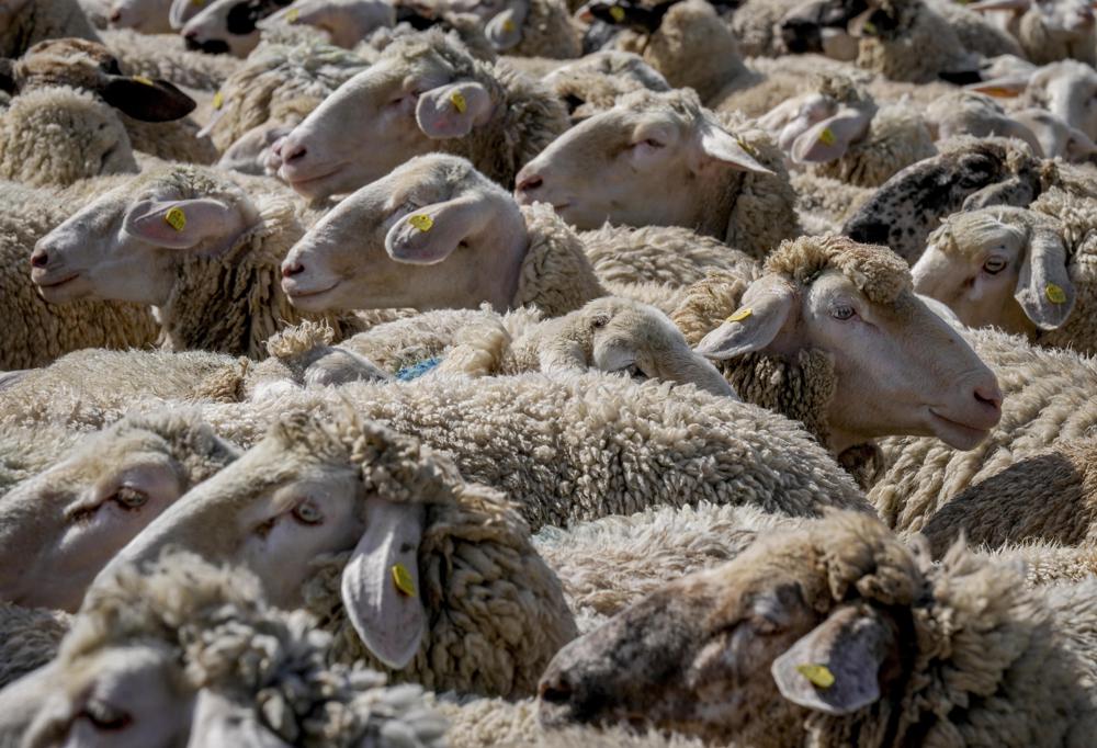 Shearing time for sheep in Germany’s mountains