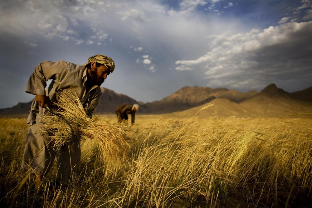 India sent 2500 tons of wheat to Afghanistan