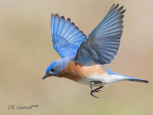 Resunga reports five more species of birds