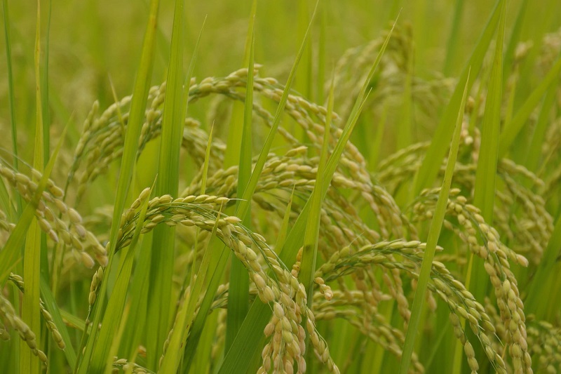 Paddy worth over Rs 12 billion imported