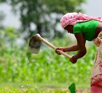 Agriculture a top priority of Gandaki province