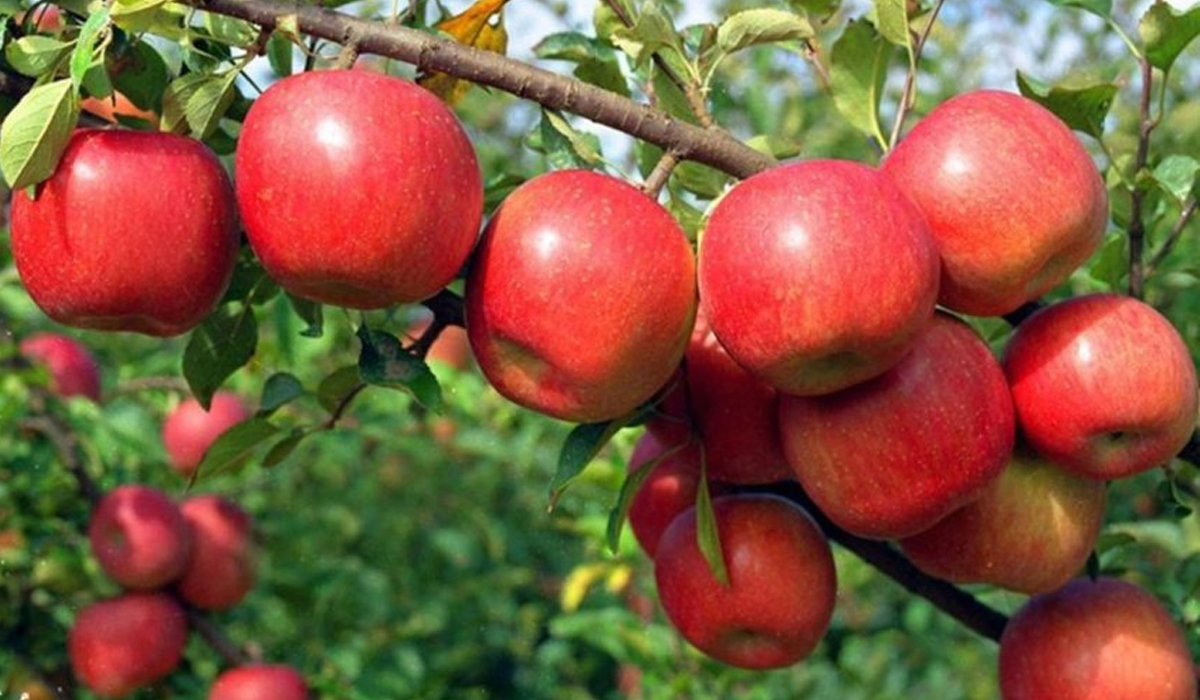 Demand for Mustang apples soars