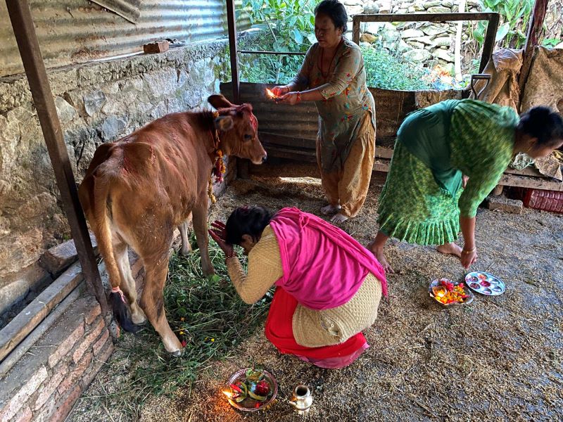 Gai Puja: Fourth day of Yamapanchak