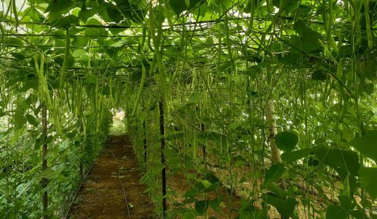 Anbukhaireni Rural Municipality opts for avocado farming