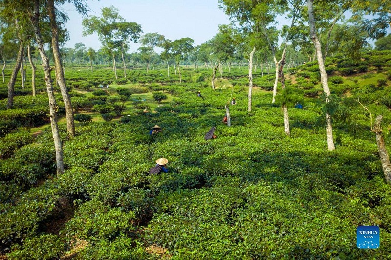 Tea harvest in Bangladesh