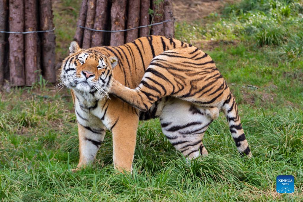 In pics: life of Siberian tigers in NE China’s breeding center