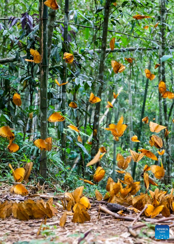 China’s Yunnan sees butterfly boom