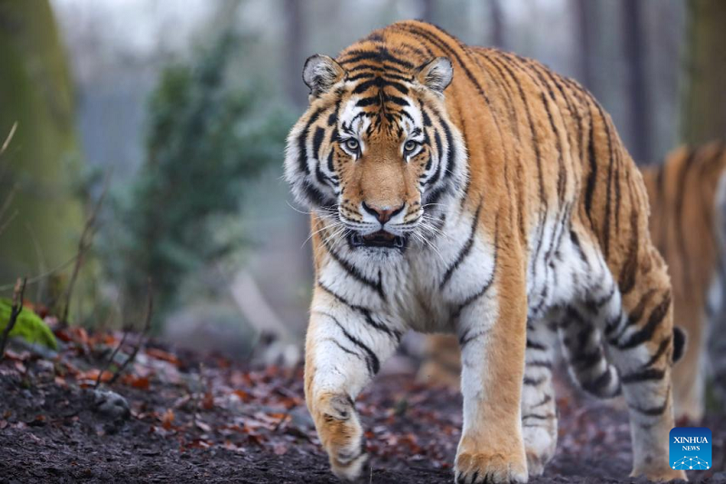 Tigers at Pairi Daiza zoo in Brugelette, Belgium