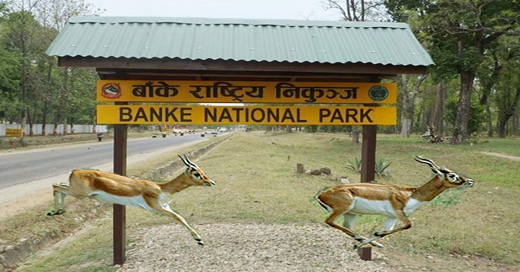 Survey of tiger and prey species begins in Banke National Park