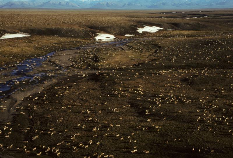 Biden suspends oil leases in Alaska’s Arctic refuge