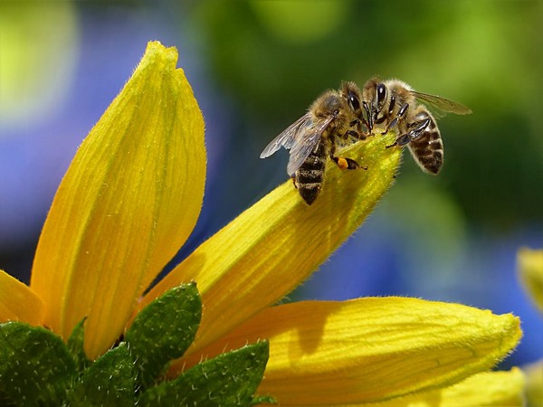 Climate change negatively impacts bumble bees