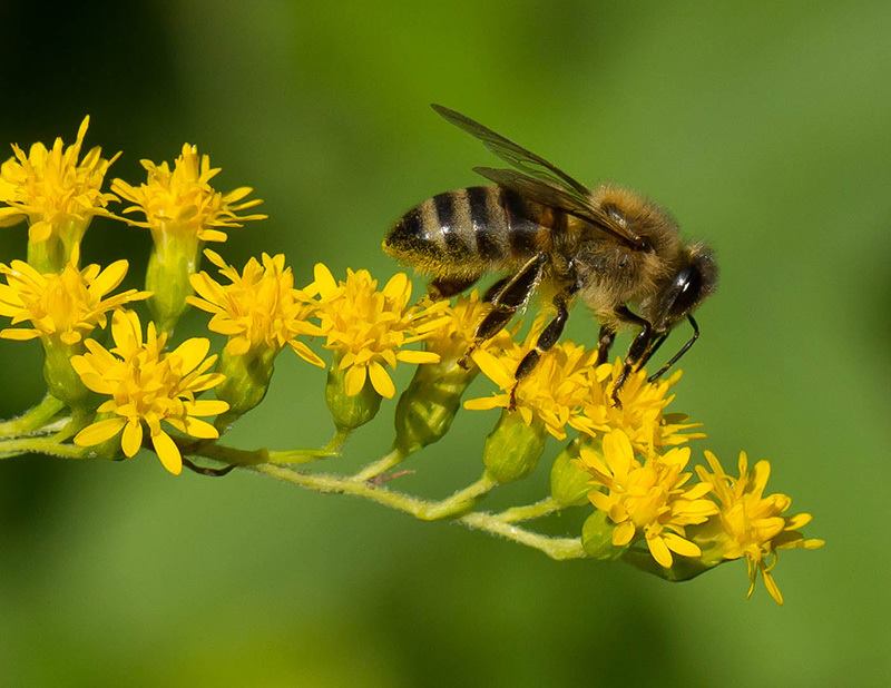 Study team in Jumla after honeybees began dying