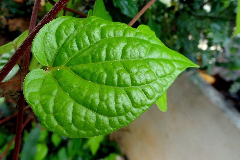 Betel leaf farming proving fruitful