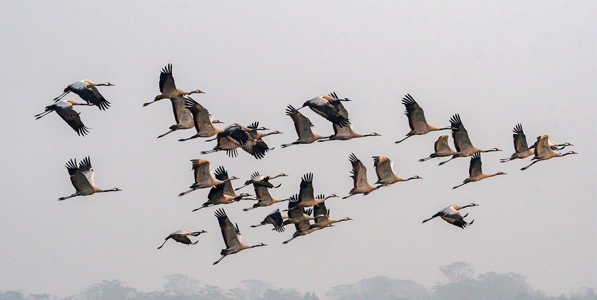 Migratory birds arrive in Chitwan from different nations