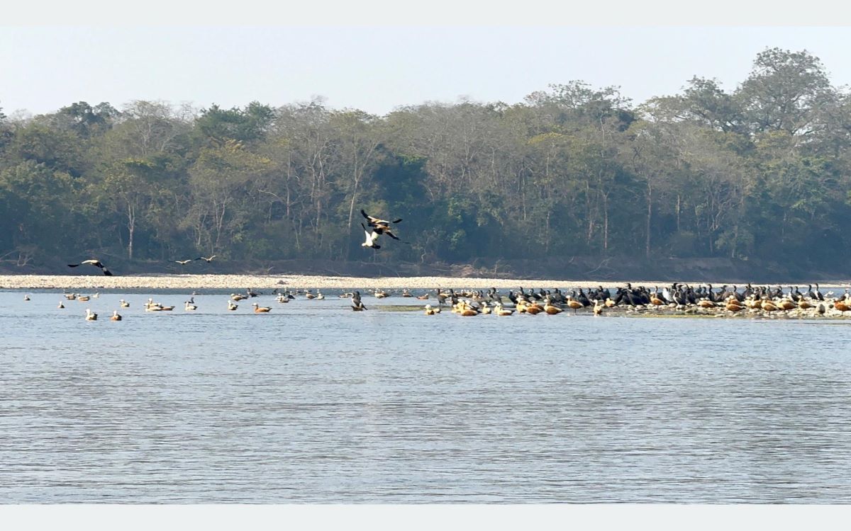 Fewer aquatic birds spotted around Narayani, Rapti rivers along CNP