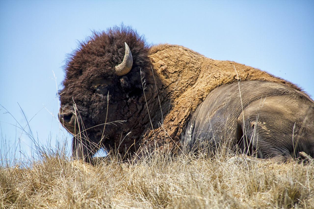 Escaped bison recaptured near Chicago after 8 months in wild