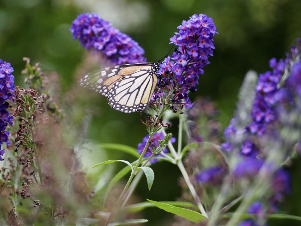 How gardeners can control pests and also protect pollinators