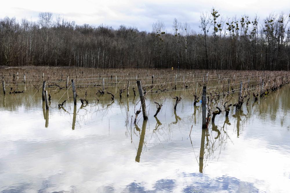 Costly frost in France attributed to climate change