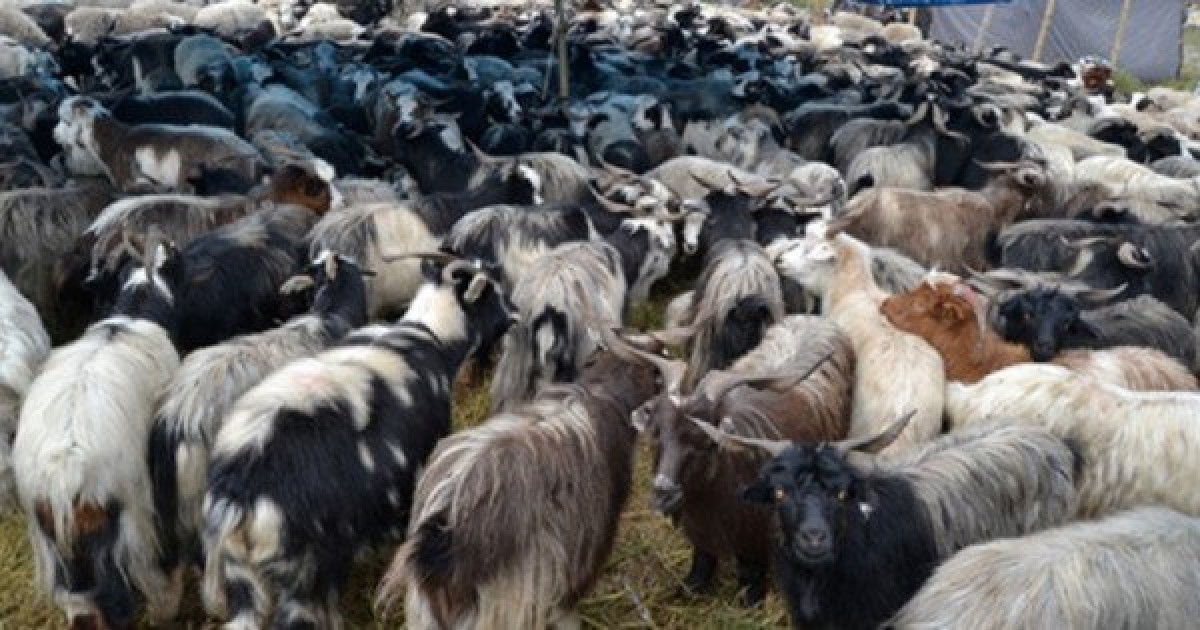 Price of mountain goat rises with festive season