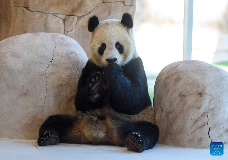 Gallery: Chinese giant pandas arrive in Qatar