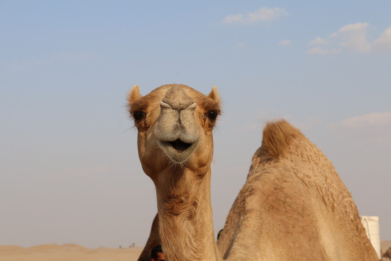 Camel Milk: The exotic elixir