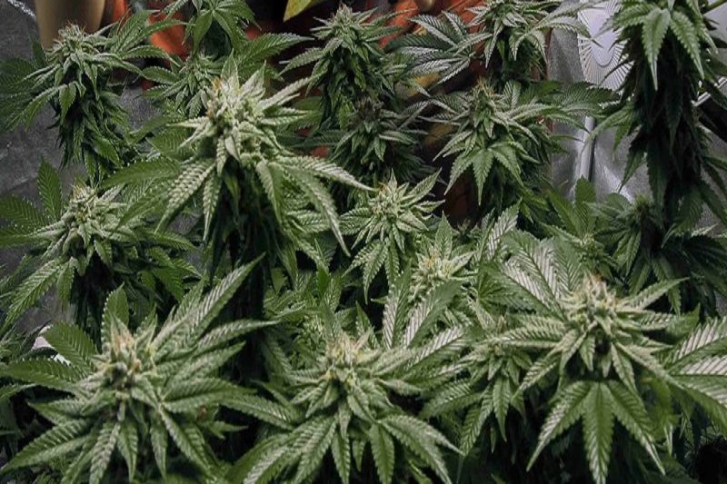 3 arrested with 10kg cannabis in Sarlahi