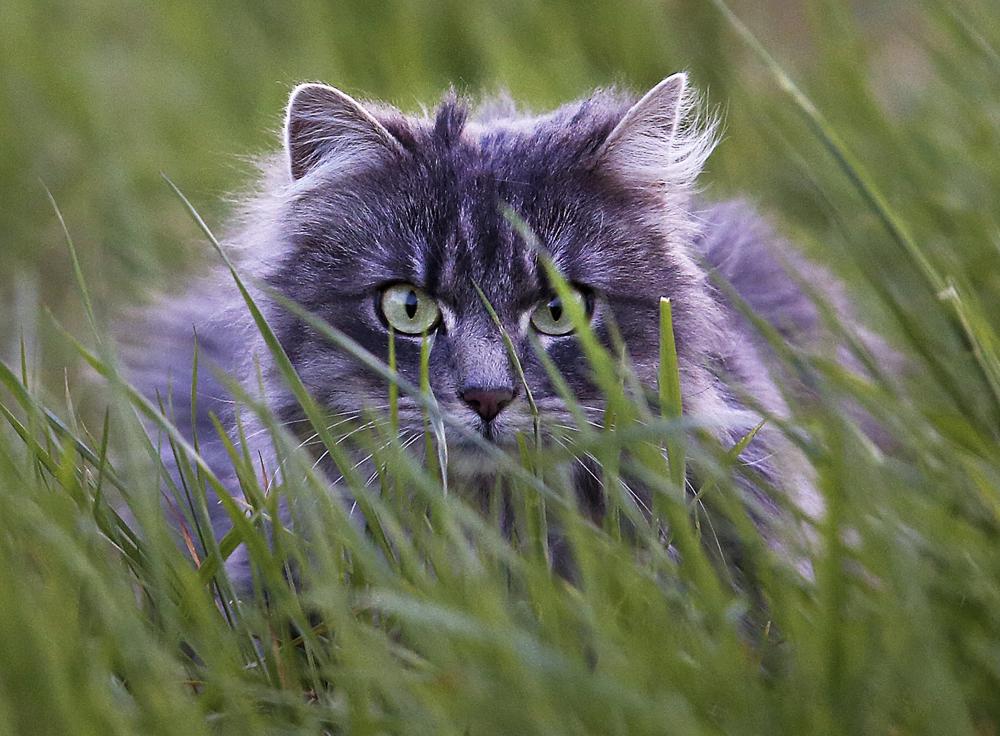 Bad Kitty: German town grounds cats to save rare birds