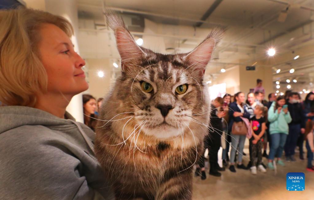 Cat show held in Belarus