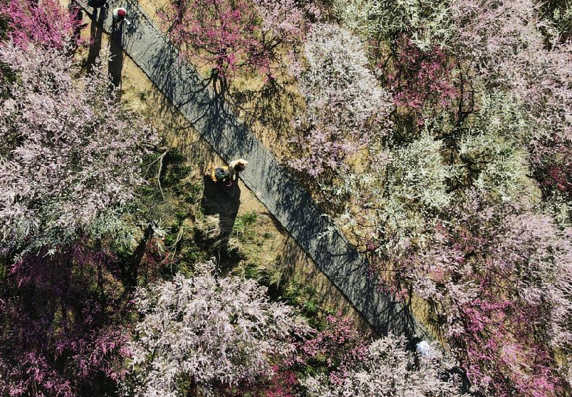 Scenery of spring flowers across China