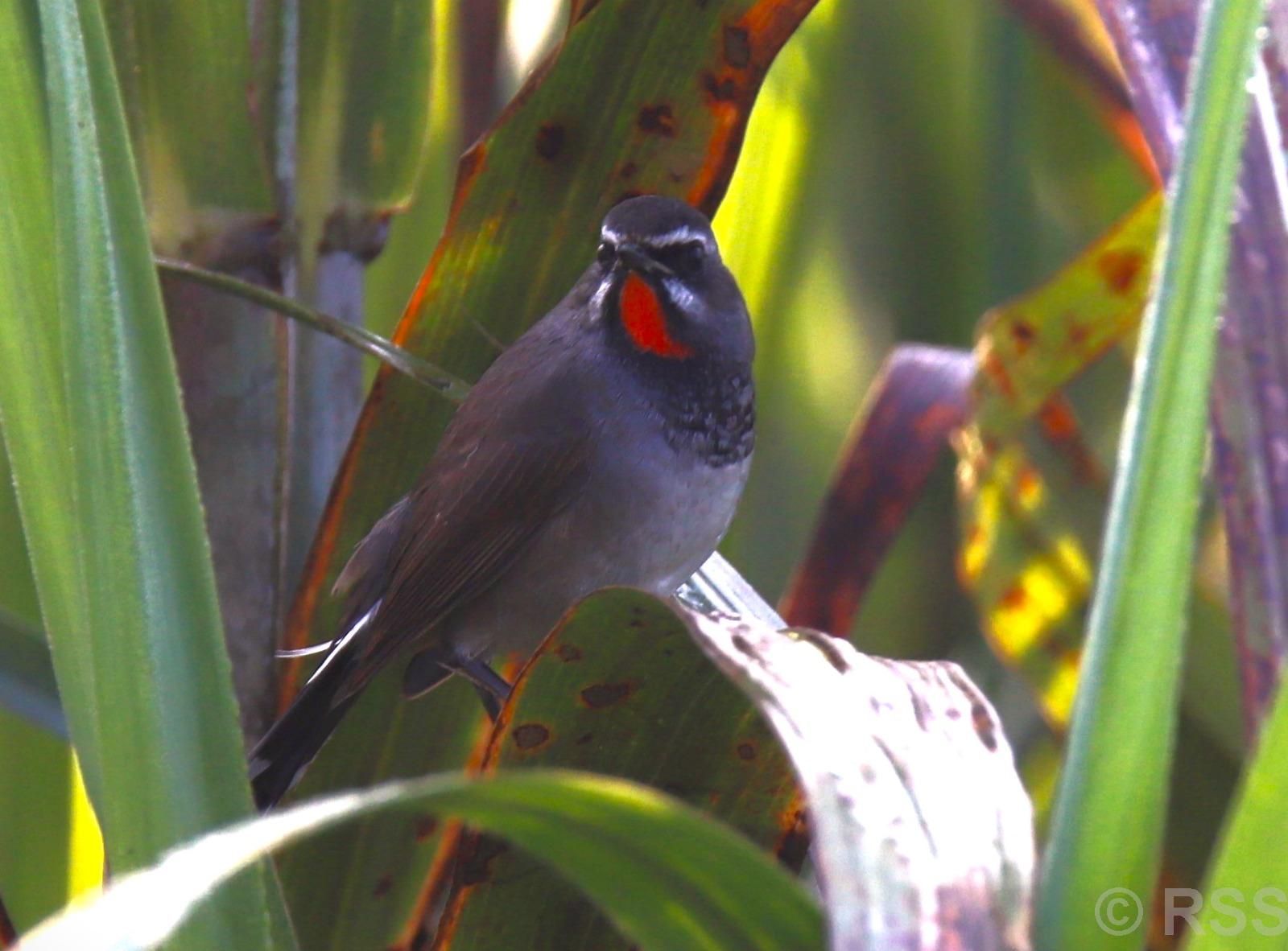 Rare Chinese Rubythorat spotted in Kanchanpur for first time