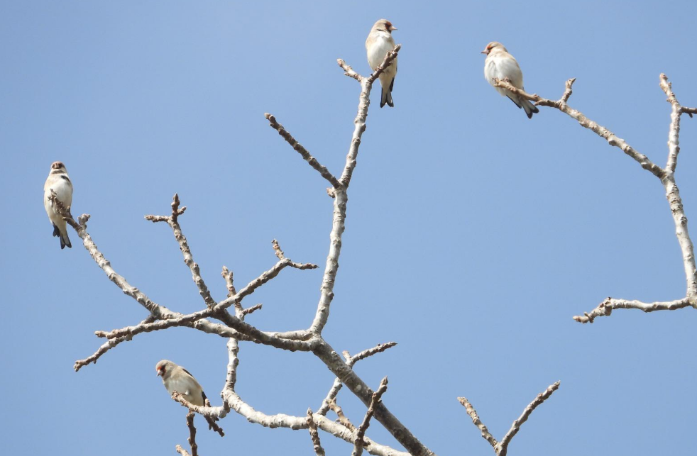 48 species of birds found in Aalital of Dadeldhura