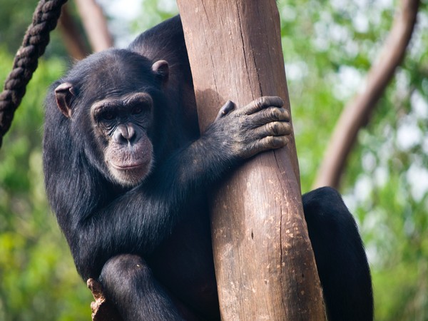 Hunting is easier for chimpanzees with communication