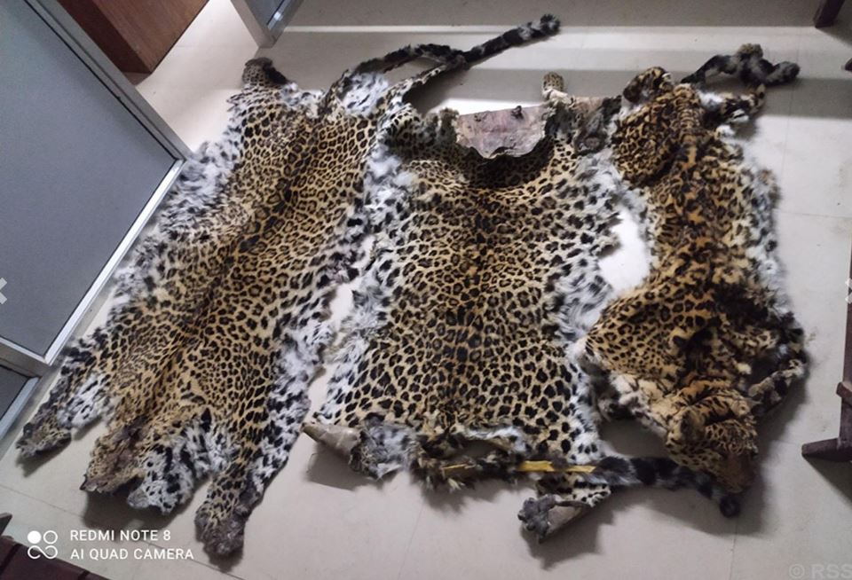 Four arrested with leopard skin