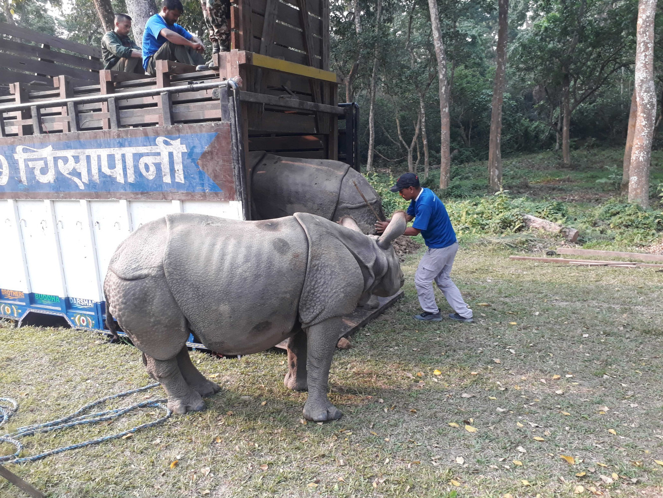 Pushpa and Anjali, the rhinos sent to Koshi Tappu