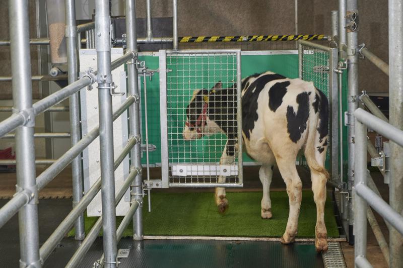 No bull: Scientists potty train cows to use ‘MooLoo’