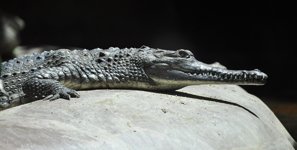 Twenty crocodiles released into Rapti