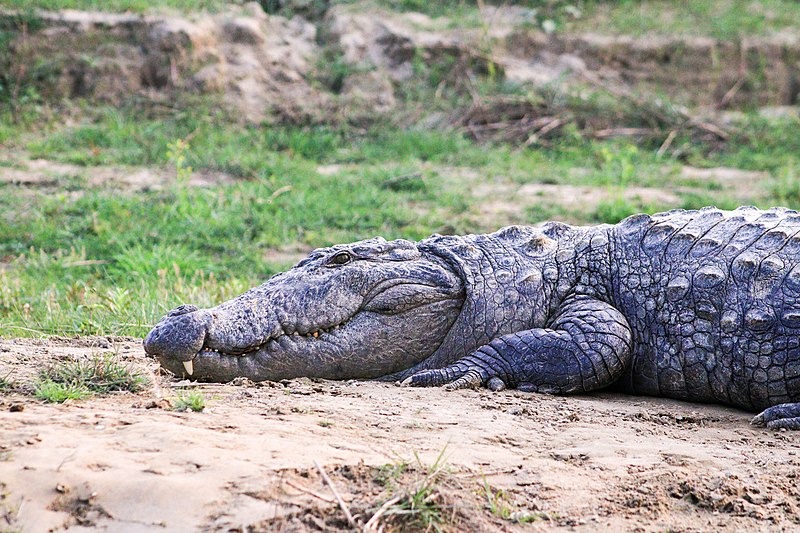 Man dies after being attacked by a crocodile in Chitwan