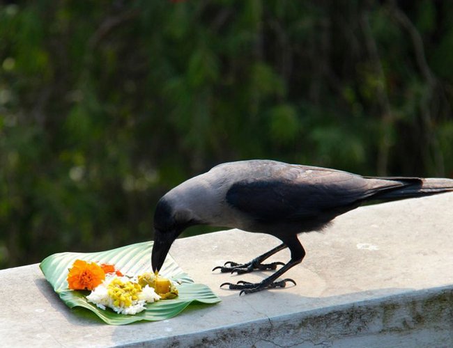 Tihar begins with worship of crow