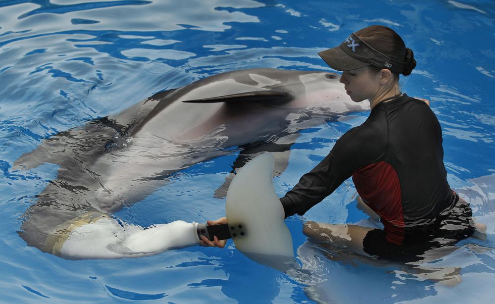 Star of “Dolphin Tale” movies falls ill at Florida aquarium