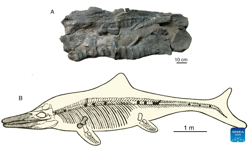 Fossils of ancient “sea monster” discovered