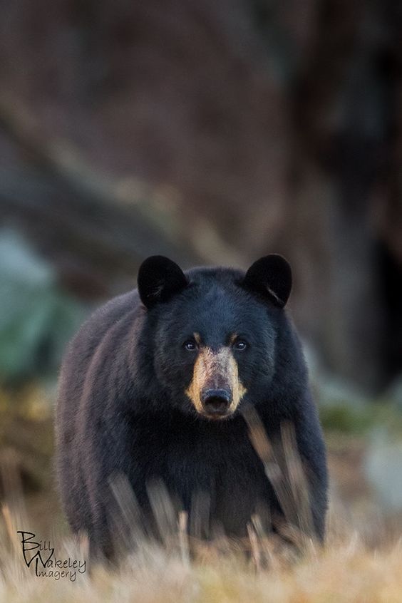 Bear helps itself eat cupcakes from bakery