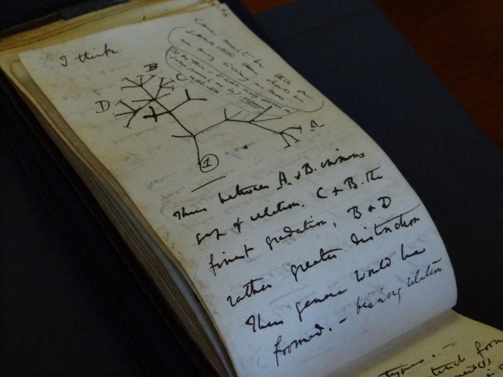 Darwin notebooks missing for 20 years returned to Cambridge